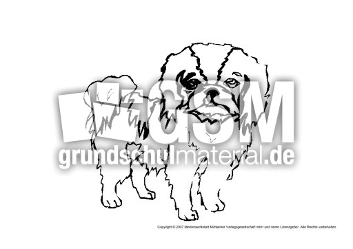 Hund-3.pdf